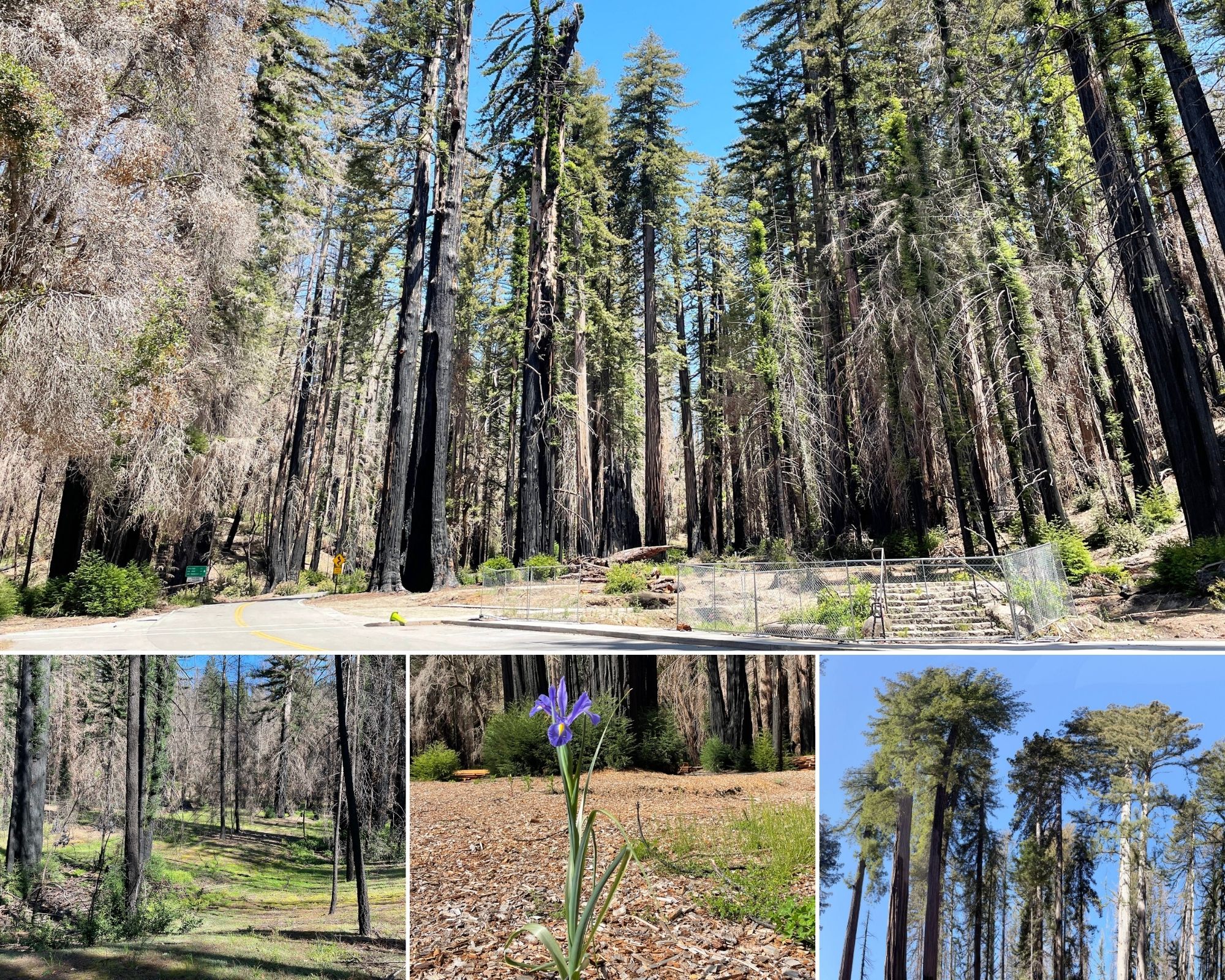 Regrowth can be seen throughout Big Basin Redwoods State Park this spring.